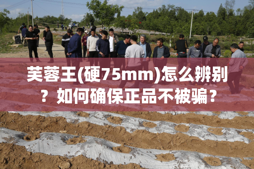 芙蓉王(硬75mm)怎么辨别？如何确保正品不被骗？